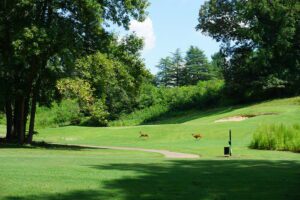 Deer at Tanglewood Park