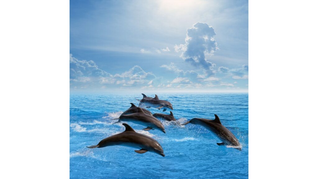 Witnessing dolphins breaching in the open ocean is truly an awe-inspiring moment!-Best Myrtle Beach Dolphin Cruises