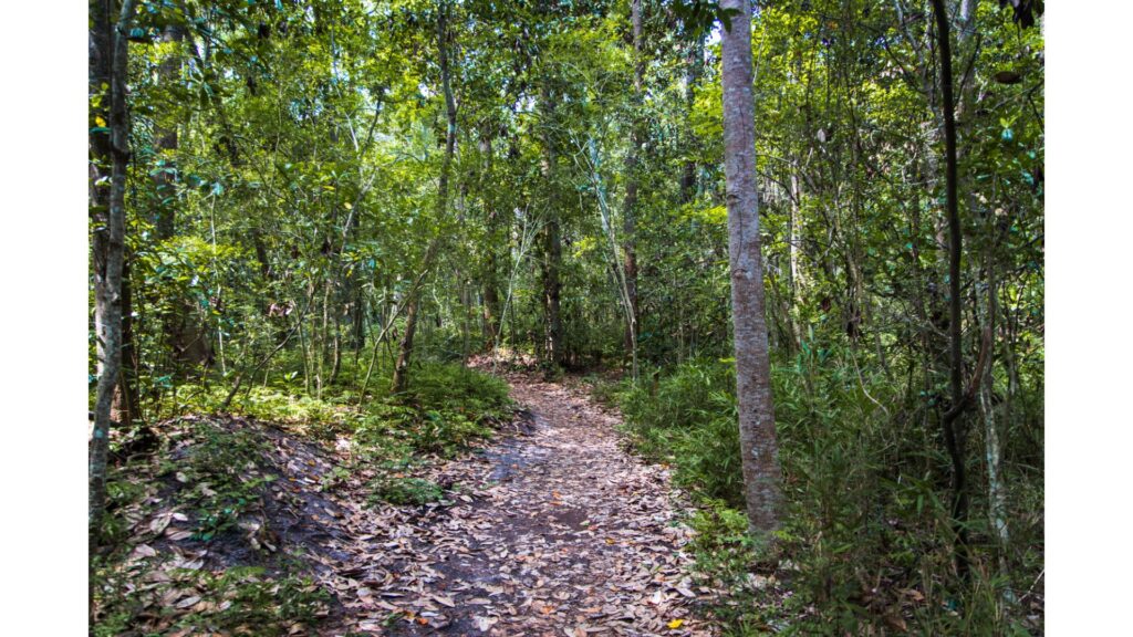 In addition to wonderful beaches and a fantastic pier, Myrtle Beach State Park has some great trails for walking!-Myrtle Beach State Park