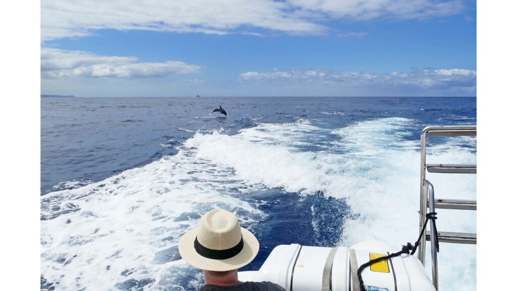 Dolphin watching tours are popular things to do in Virginia Beach! Get up close and personal with these magnificent creatures!