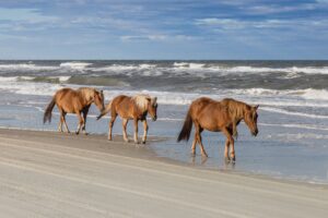 outer banks annual weather spring