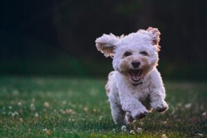 Most dog friendly Winston Salem hotels offer ample space for your pet to play!