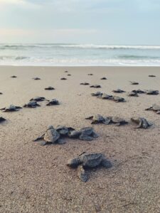 Kiawah Island is a crucial nesting area for Loggerhead turtles