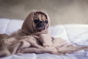 Most dog friendly Winston Salem hotels really cater to your furry pals!