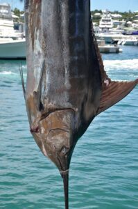 Marlin is one of species found during mYrtle Beach group fishing charters!