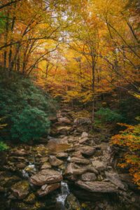 A forest stream in Grandfather Mountain State Park