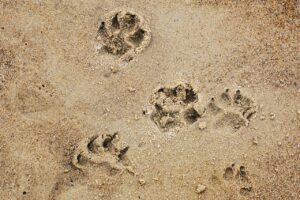 Everyone loves their paws in the sand!