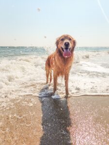 Good Boy on the Beach!- Pet friendly Virginia Beach oceanfront hotels