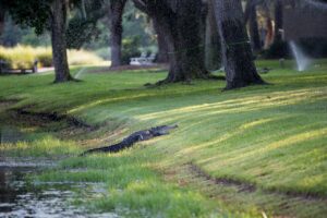 Enjoy the great golf on the island (alligator sightings may vary)-Hilton Head travel Guide