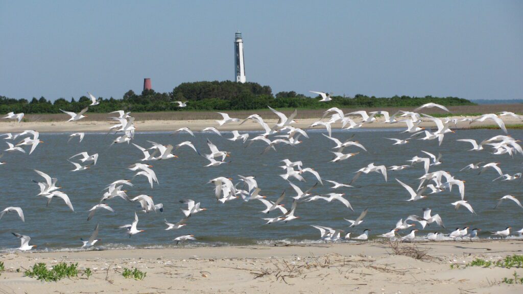 Terns flock on Cape Island, a national wildlife refuge-South Carolina National Parks