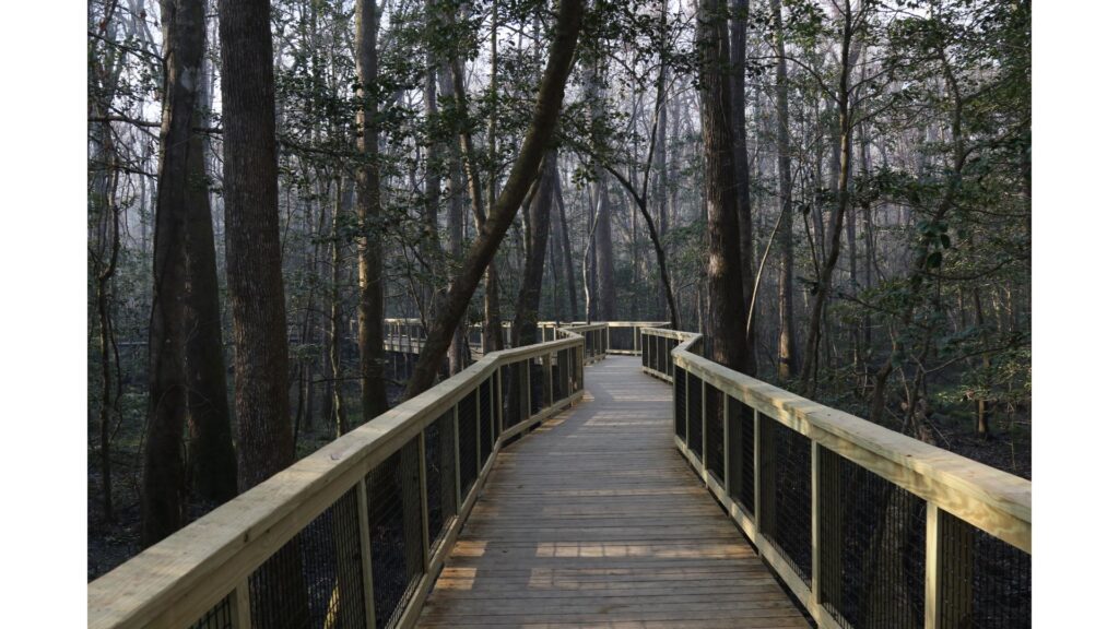 A view of the amazing walkways through the forest at Congaree National Park!-South Carolina National Parks