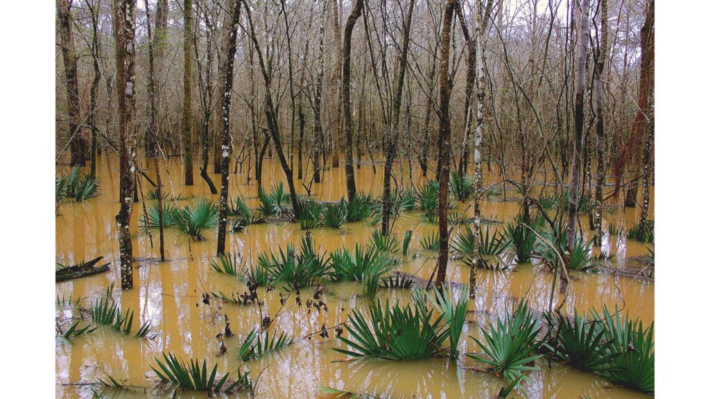 Congaree National Park features an amazing and diverse set of ecosystems-South Carolina National Parks