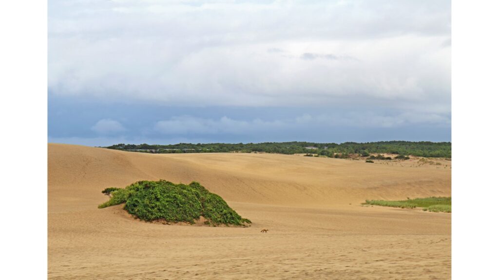 A view of the incredible sand dunes at Jockey's Ridge!-North Carolina National Parks