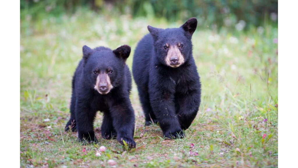 Black bears call the Smoky Mountains home!-North Carolina National Parks