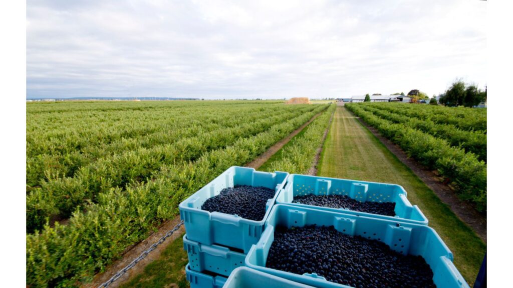 Blueberry farms in North Carolina range from large to small, and offer many different varieties of blueberries!