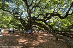 Angel Oak is a unique natural wonder!-Charleston Kids Activities
