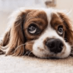 Best Dog Friendly Winston Salem Hotels