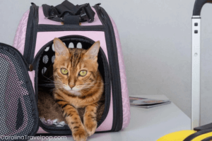 Certain dog friendly Winston Salem hotels also accept cats-make sure to call ahead!