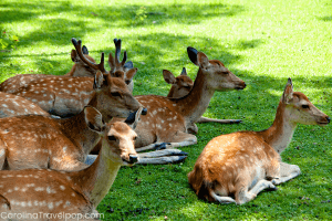 Deer at Tanglewood Park