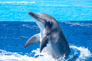 Dolphin-watching tours are popular things to do in Virginia Beach! Get up close and personal with these magnificent creatures!