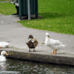 Duck NC Things To Do