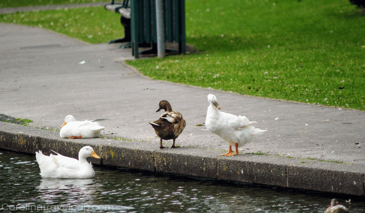 Duck NC Things To Do