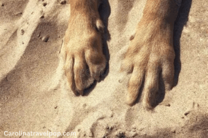 Everyone loves their paws in the sand!
