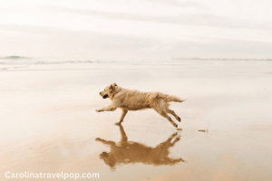 Good Boy on the Beach!- Pet friendly Virginia Beach oceanfront hotels