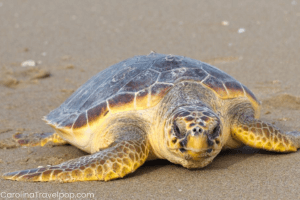 Kiawah Island is a crucial nesting area for Loggerhead turtles