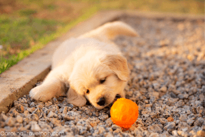 Most dog friendly Winston Salem hotels offer ample space for your pet to play!