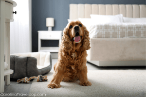 Most dog friendly Winston Salem hotels really cater to your furry pals!