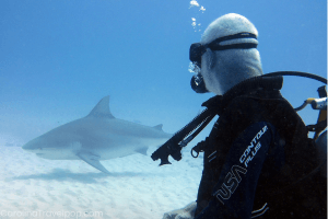 Shark diving is one of the most popular forms of scuba diving in North Carolina