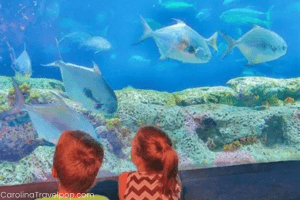 South Carolina Aquarium-Charleston Kids Activities