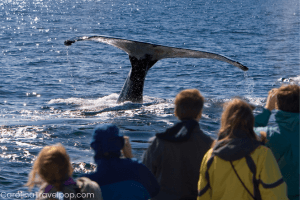 The photo-op of a lifetime is a Virginia Beach whale watching experience!