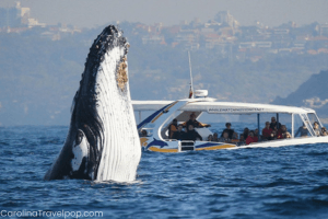 Truly remarkable creatures!- Virginia Beach whale watching