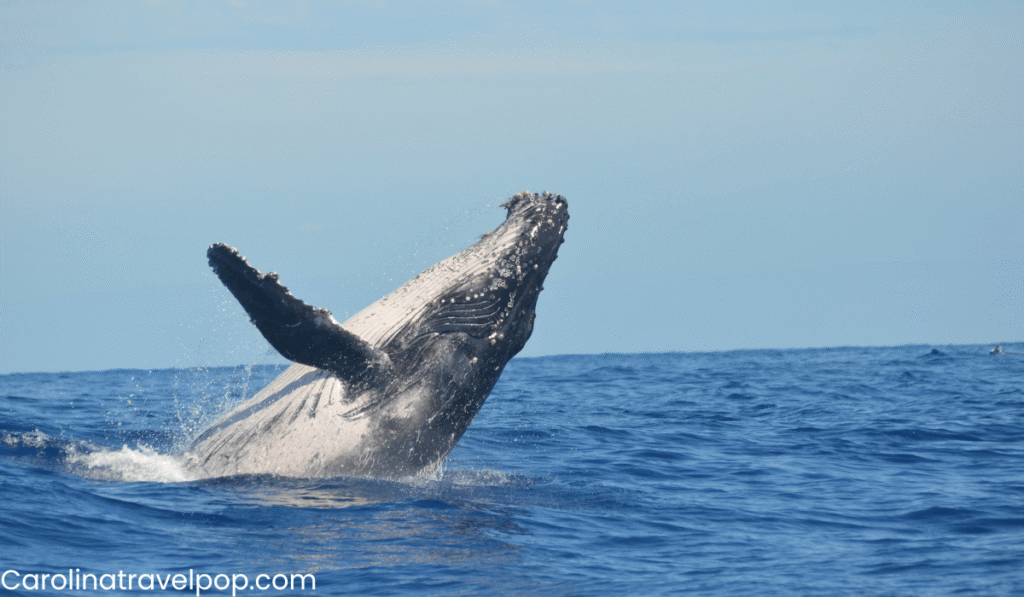 Virginia Beach Whale Watching