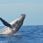 Virginia Beach Whale Watching