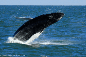 Whale breaching-Virginia Beach whale watching