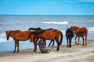Wild horses roam this area of the Outer Banks-Duck NC things to do