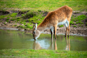 Wild waters (Currituck Sound)-Duck NC things to do