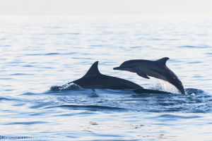 Witnessing dolphins breaching in the open ocean is truly an awe-inspiring moment!-Best Myrtle Beach Dolphin Cruises