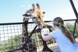 a visit to the Lazy 5 ranch-things to do with kids in charlotte