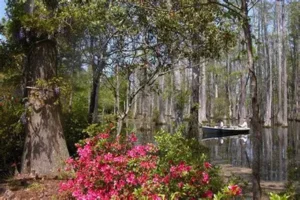 The Cypress of Charleston