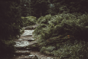 Wander the Wild at Sea Pines Forest Preserve