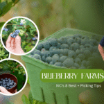 Blueberry Farms