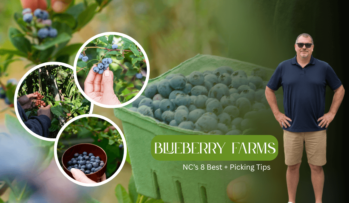 Blueberry Farms