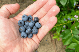 NC’s 8 Best Blueberry Farms for Picking